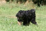 TERRIER DU TIBET 230